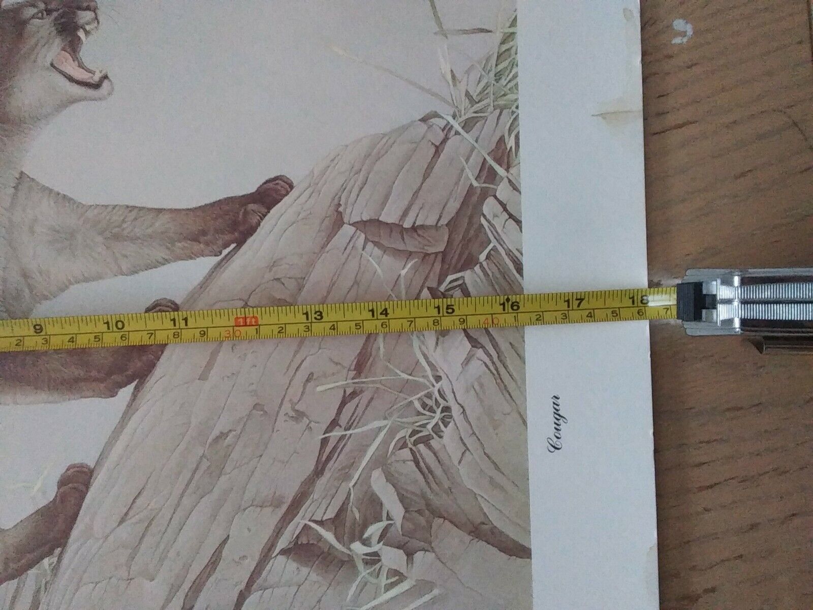 Glen Loates Lithographed Canadian Wildlife Reproduction - Vintage Cougar