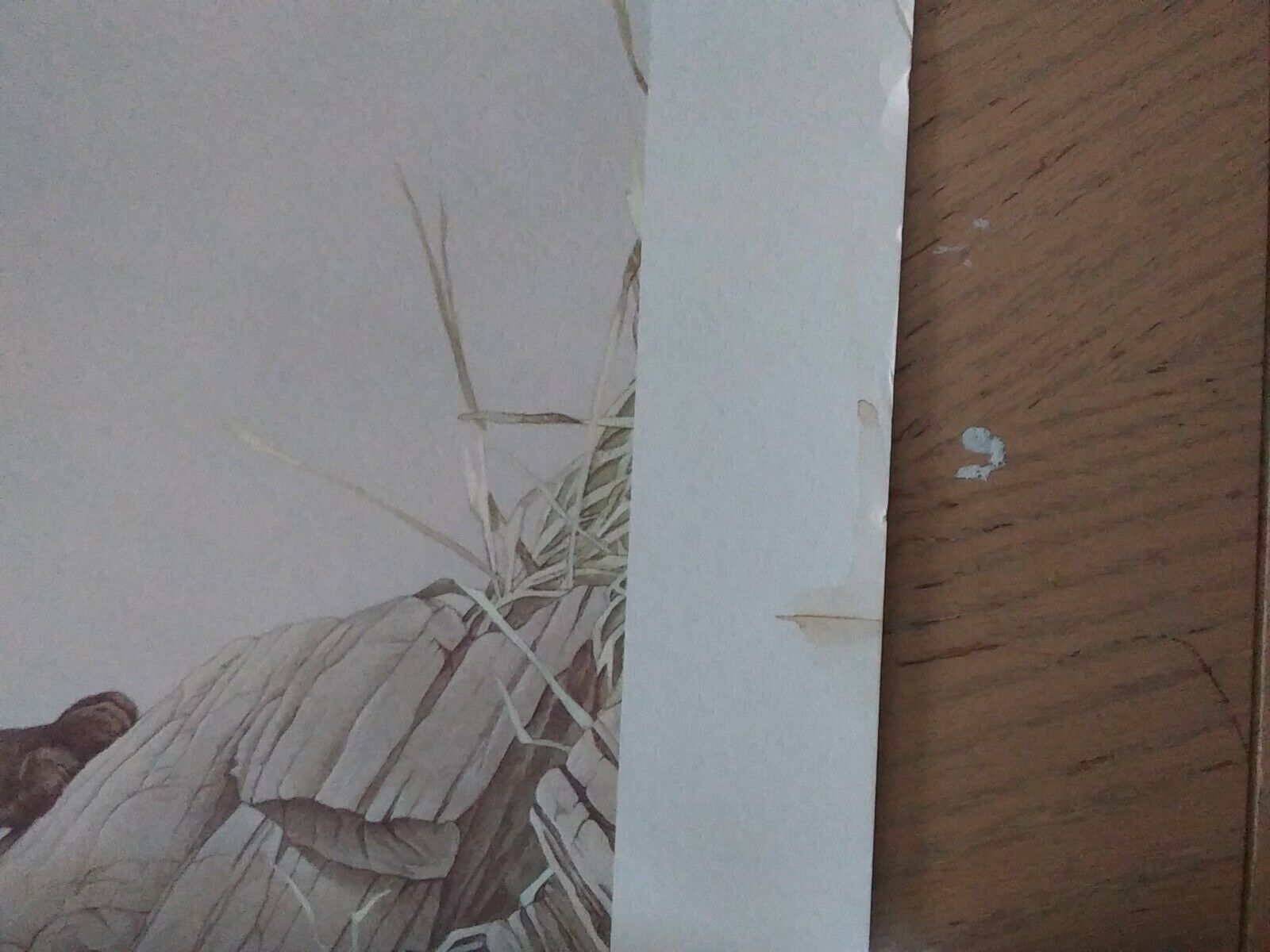 Glen Loates Lithographed Canadian Wildlife Reproduction - Vintage Cougar