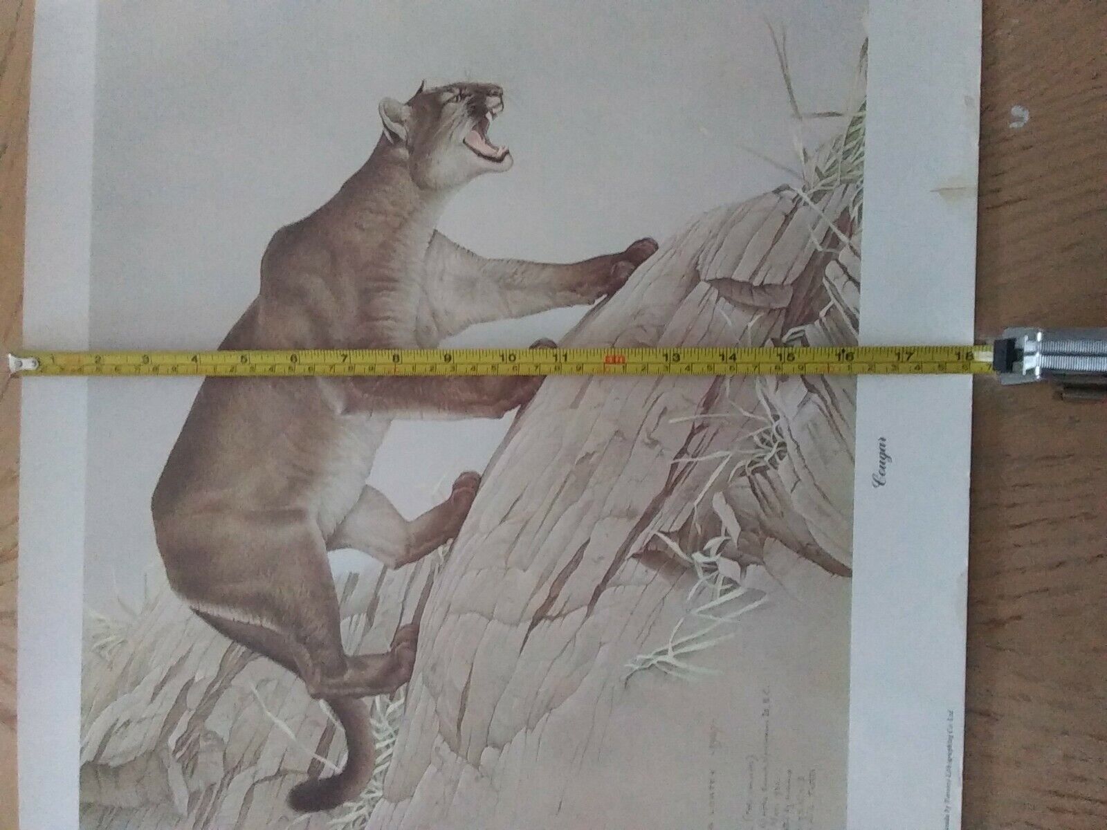 Glen Loates Lithographed Canadian Wildlife Reproduction - Vintage Cougar