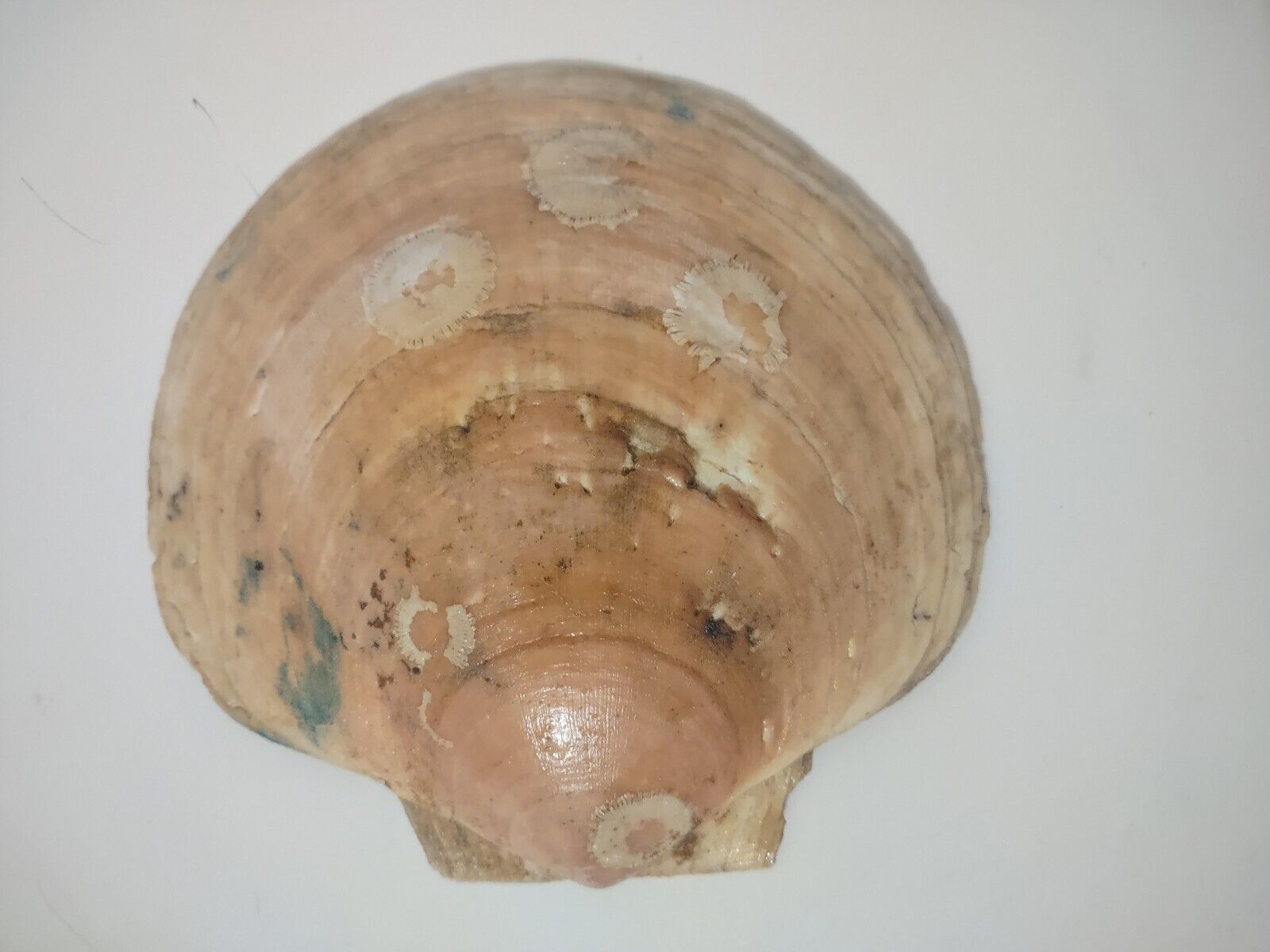 Canadian Fishing Shed Scene Clam Shell - Artist Signed