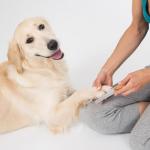 Durable Metal Pet Nail File for Smooth Shaping