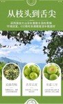 Sweet and Sour Crispy Dried Green Plums 200g
