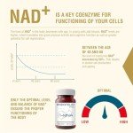Endotelio 1-MNA PRO: Fast-Acting Cellular Support Caps