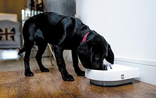 Digital Timer Three-Meal Automatic Pet Feeder