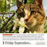 365 Cats Page-A-Day 2023 Calendar: World's Favorite