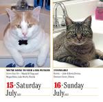 365 Cats Page-A-Day 2023 Calendar: World's Favorite
