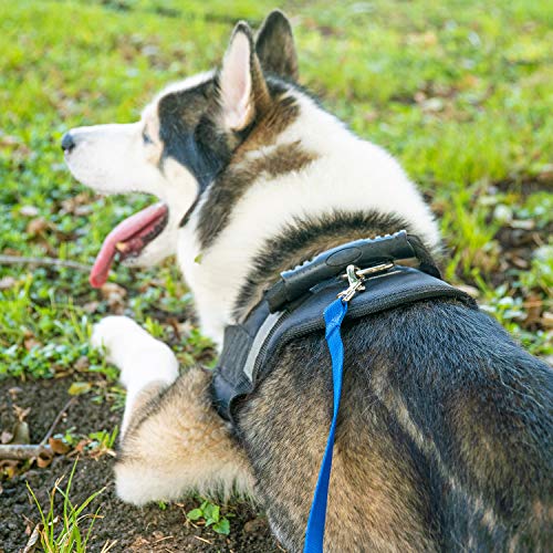 Black 30ft Dog/Puppy Obedience Training Leash - Play, Camping
