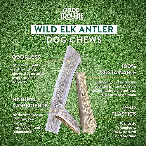 Premium Elk Antler Dog Chews - 2 Pack