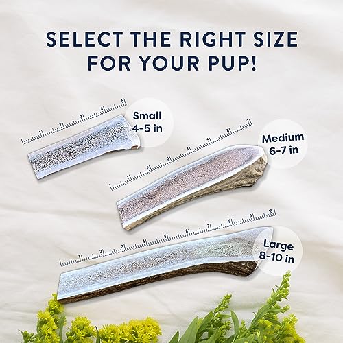 Premium Elk Antler Dog Chews - 2 Pack
