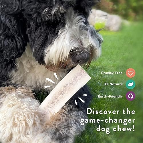 Premium Elk Antler Dog Chews - 2 Pack