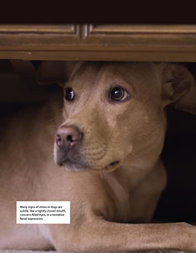 Calm Your Anxious Dog: Positive Training Techniques (CompanionHouse Books)