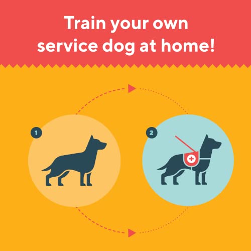 Step-by-Step Service Dog Training Guide for You & Your Dog