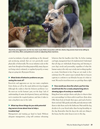 Calm Your Anxious Dog: Positive Training Techniques (CompanionHouse Books)