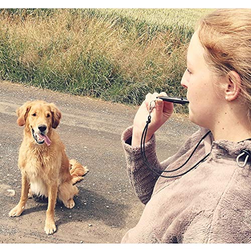 Orange Dog Leash 210.5