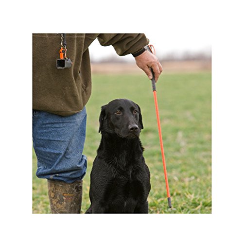 Avery Trainer's Heeling Stick for Hunting Dogs