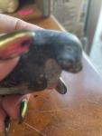 Vintage Inuit Soapstone Seal Sculpture, Signed Art