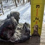 Inuit Soapstone Sculpture of Eskimo Kids with Rabbit