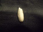 Hand Carved Inuit Soapstone Fish Sculpture