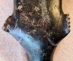 Signed Inuit Stone Walrus Carving in Syllabics