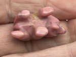 Rhodonite Mini Bear Carving - Inuit Style