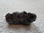 Inuit Soapstone Beaver Mother and Baby Sculpture