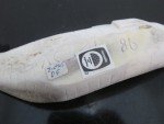 Canada INUIT Native Carved Antler Lounging WALRUS with Tusks Figurine Sculpture