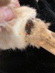 Handmade Inuit Doll with Beaded Fur Face 9.5”