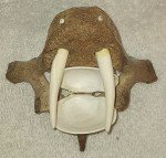 Signed Inuit Carving: Shell, Antler, Lava Rock Walrus