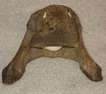 Signed Inuit Carving: Shell, Antler, Lava Rock Walrus