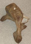 Signed Inuit Carving: Shell, Antler, Lava Rock Walrus