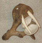 Signed Inuit Carving: Shell, Antler, Lava Rock Walrus