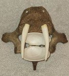 Signed Inuit Carving: Shell, Antler, Lava Rock Walrus