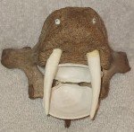 Signed Inuit Carving: Shell, Antler, Lava Rock Walrus
