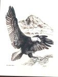 Kiana Alaskan Wildlife Hand Etched Carving