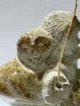 Signed Donny Pitsiulak Inuit Hunter Stone Carving