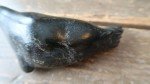 Inuit Soapstone Seal Carving - 5.5