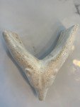 Mid-Century Inuit Polar Bear Carving