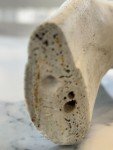Mid-Century Inuit Polar Bear Carving
