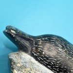 Authentic 3-Inch Inuit Seal Stone Carving