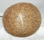 Inuit Carved Fish on Whalebone Disc Sculpture