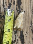 Inuit Antique Penguin Fossil Carving Figurine