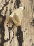 Inuit Antique Penguin Fossil Carving Figurine