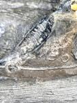 Inuit Stone Hunter in Kayak Sculpture