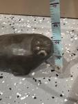 Simeonie Uppik Soapstone Walrus Carving