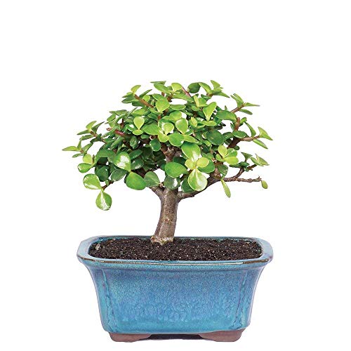 Live Dwarf Jade Bonsai Tree with Decorative Container