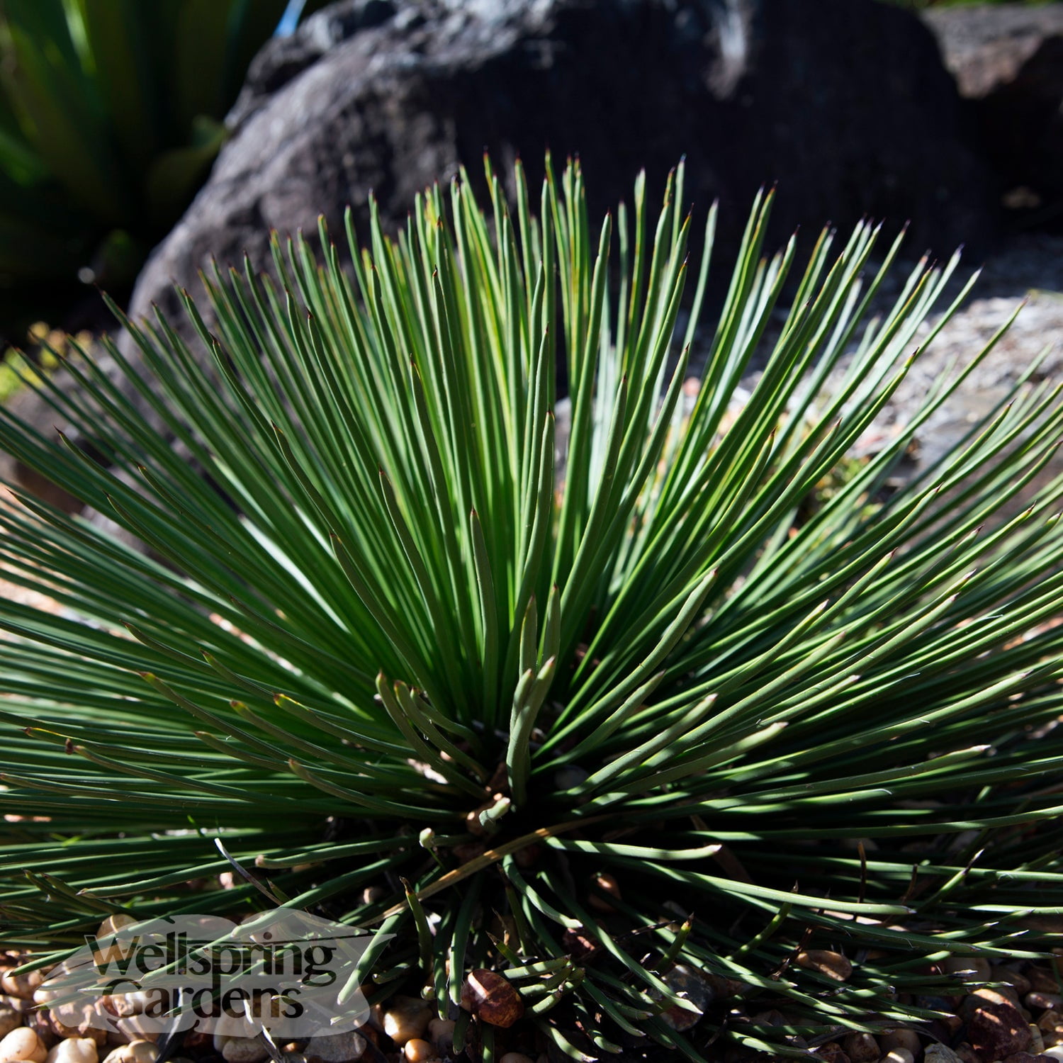Gemini Agave Live Plant from Wellspring Gardens