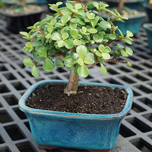 Live Dwarf Jade Bonsai Tree with Decorative Container