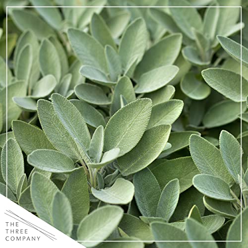 Aromatic Lavender Herb Plant - 4 Pack