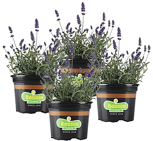 Bonnie Lavender Live Plant - 4 Pack