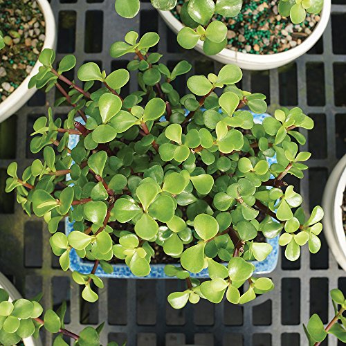 Live Dwarf Jade Bonsai Tree with Decorative Container